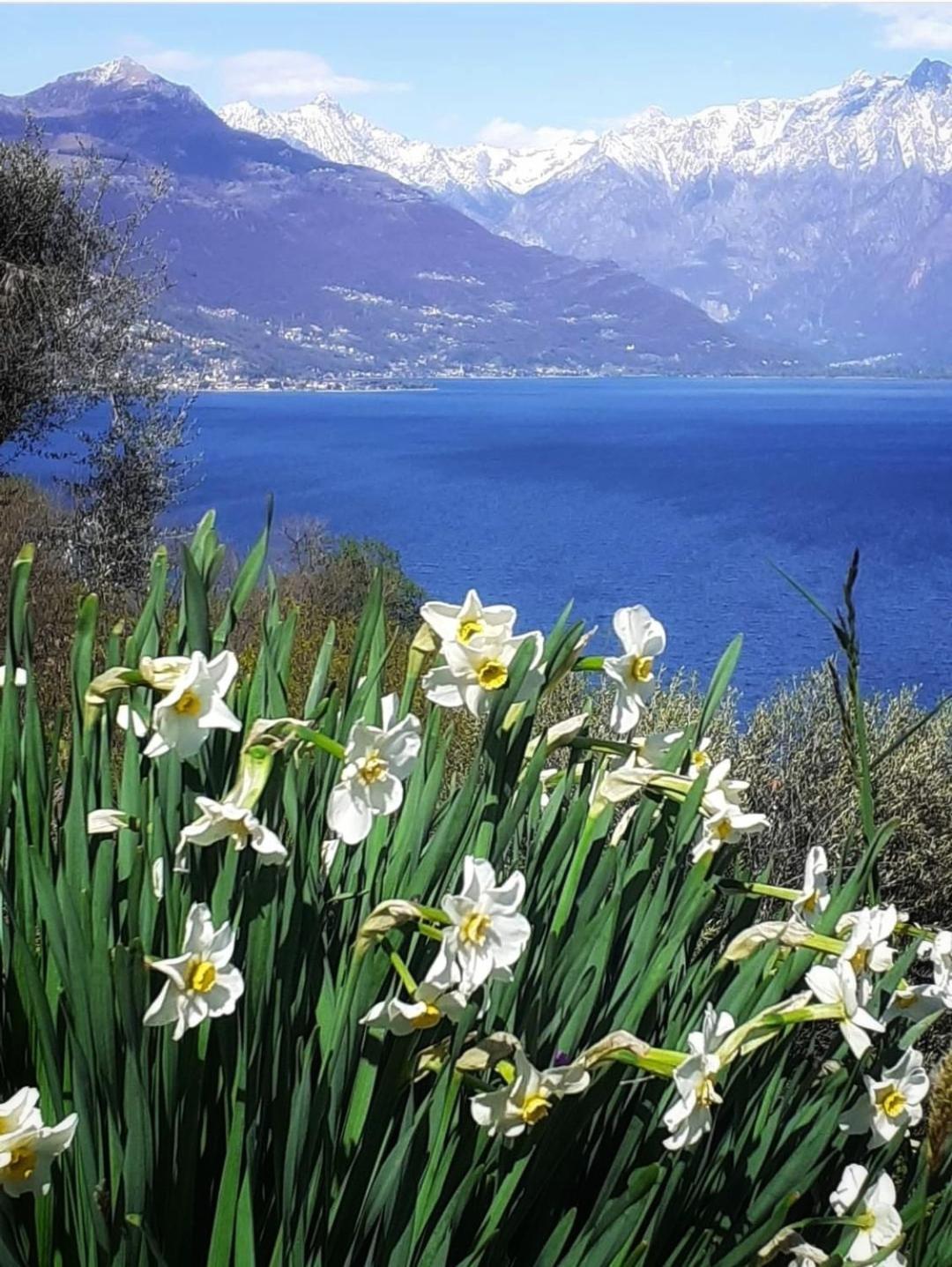 Balcony On Lake Pianello Pianello Del Lario Εξωτερικό φωτογραφία